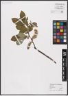 Foto von Salix aurita L.